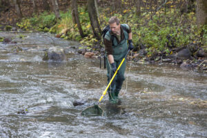 Hiiumaa uuringute läbiviija Rein Järvekülg tegi püüki elektrikahvaga, millelt kala saab kerge laengu, mille tagajärjel on ta natuke aega uimane, kuid peale kaalumist-mõõtmist toibub ja lastakse vette tagasi. Nii kvaliteetset lõhejõge nagu piltidel näha, Hiiumaal kahjuks ei leidu.