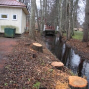 Rookopli lilleäri juures maha võetud sangleppade südamikus tegi hävitustööd mädanik.