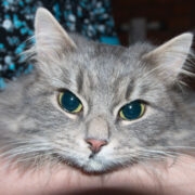 Kriimu, kelle perenaine võttis Kuulikodu varjupaigast, murdsid hulkuvad koerad.