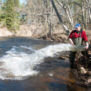Põlula kalakasvatuse töötajad noori lõhesid jõkke laskmas.