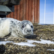 Hülgepoeg, keda oli rannas nähtud juba teisipäeval, peesitas seekord sadamakuuri juures.