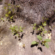 Sofia kesklinna pargi imelik saar: ahtalehisele saarele viitab eeskätt selle puu mustjas peenrõmeline korp.