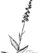 Tumepunane neiuvaip.