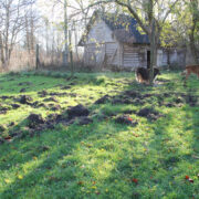 Kadaka talu koerte Saara ja Otto aedik on otse elumaja ees, kuid metssigu see ei häiri...