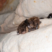 Kaks põhja-nahkhiirt (esiplaanil) üksteise kaisus magamas oma loomulikus keskkonnas – koopas.