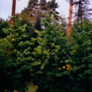 Asimiinad Rogowi arboreetumis.