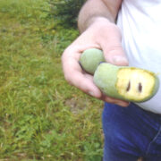 Autori hambajäljed Rogowi asimiina viljal.