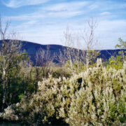 Õhtu Pirini puiseerikamäel, taga Papia ürgvulkaan.