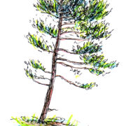 Kahemeetrine mammutupuu Wintril 2015a.