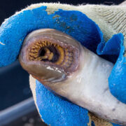 Avatud suuga merisutt kalamehe peos. Orjakust püütud ja jälle lahti lastud merisutt oli üle 70 cm pikk.