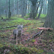 14. mail jäi Määvli jahipiirkonnas Tõnis Teidla rajakaamerasse noor arglik hunt, kes oli väga huvitatud kopranõre lõhnast – see meelitab kaamera ette paljusid metsloomi.