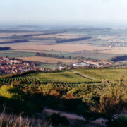 Vaade üle veinipuuridade alla Perna asulale.