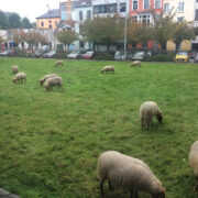 Belgias asuvas Genti linnas, mis on Tartu suurune ülikooli- linn, kasutatakse lambaid linnaparkide hooldamiseks. Kärdlaski sobiks säilitada sellist maalähedast linnaruumi kasutust – see oleks just Kärdla eripära ja võimalus. Õnneks hobusekoppel Rehemäel on juba olemas ja loodan, et seda ei ehitata täis.