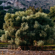 14meetrise ümbermõõduga Kavousi õlipuu.