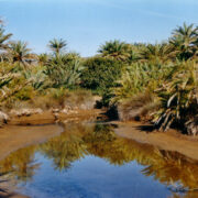 Vai palmioja suue – nagu oaas.