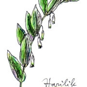 Harilik kuutõverohi.