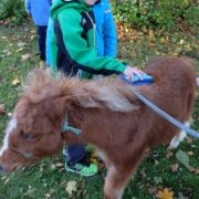 Rudolf kammib varssa.