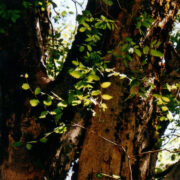 Suur tselkvapuu Xeropotamose (Kuivjõe) ääres.