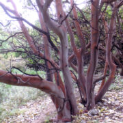 Punaste maasikapuude tüved.