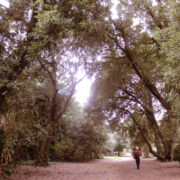 Goring, tee randa, Tapio iilekstammede all.