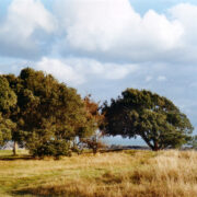 Iilekstammed Hightowni lael. Taga Inglismaa lõunarannik.