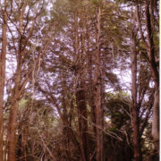 Kingley Vale jugapuu puhtpuistu.