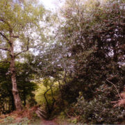 Shanklin. Ameerika mets. Ilex aquifoliumid igirohetavad.