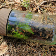 Elu vanas kohvipurgis: sõnajalad kasvavad kohviubadel.