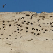 Kaldapääsukeste koloonia.