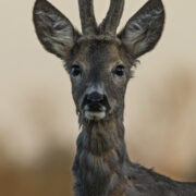 “Portree värskete sarvedega.”