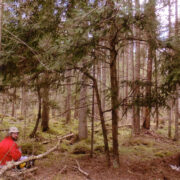 Puhkus Õngu metsa jugapuude all.