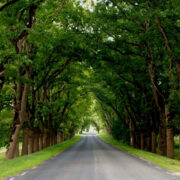 Suuremõisa allee puudele tehakse dendroloogiline analüüs.