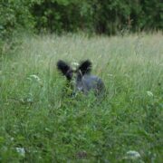 Kuulab, mis otsuse jahindusnõukogu teeb...