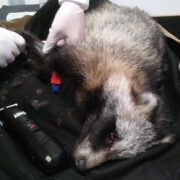 Kolmapäeva hommikul leidis Hiiu Lehe nädalaõpulisa toimetaja Ene Kallas maanteelt autolt löögi saanud kähriku. “Keegi oli looma jätnud keset teed surema. Kuidagi ei saanud teda sinna jätta... päevade kaupa surema,” ütles Kallas, kes korjas veel elusa looma üles ja viis veterinaari juurde, kus ta magama pandi. “See on ju loomulik, et aitad looma, kui ta ei saa ennast ise aidata...,” ütles Kallas oma sammu selgitades.