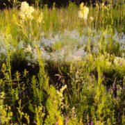 Ahtalehised ängelheinad Tartu Anne luhal.