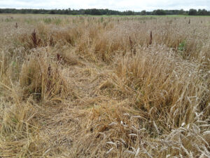 Metssigade söödud ja segitallutud Hiiumaa Agro nisupõld.