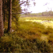 Loopsoo serv Laevametsa külje all.