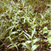 Laialehise neiuvaiba uhke kogumik.