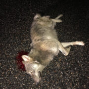 Liiklusõnnetused, kus ohvriks on hunt, on pigem haruldased – kolmapäeval see Hiiumaal siiski juhtus.