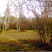 Puisniit Vilivallas.