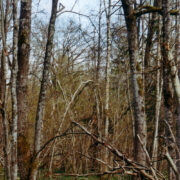 Pähkselja kevadine pärnamets.