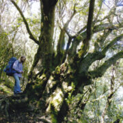 Porsapuud on Cedro metsades vägevad.