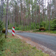 Teele murdunud puu Helmerseni kivikülvi juures.