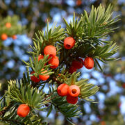 Jugapuul on mürgised nii okkad kui ka marjad.