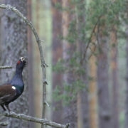 Hiiumaal elas metsis veel 20. sajandi keskpaigas.