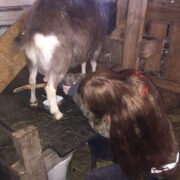 Kitselüps käib käsitsi ning kitsepiim on enamasti maitsev ja tervislik jook.