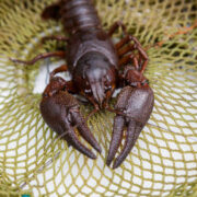 Hiiumaal on vähipüük teista aastat järjest täielikult keelatud.