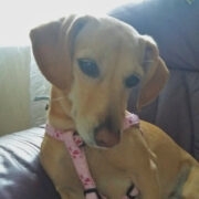 Sipsik hukkus autorataste all.