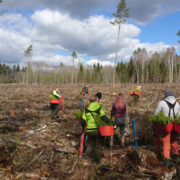 Langile istutatakse uut metsa.