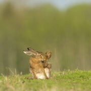 Tallinna loomaaia auhinna pälvis Ingmar Muusikuse foto käppa puhastavast halljänesest.